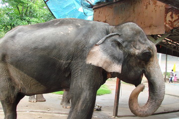Looking at the calm behavior of the big elephants, park visitors sometimes lose their vigilance.