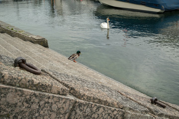 A duck and a swan on the Limmat River in Zurich Switzerland