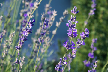 Obraz premium Fragrant Mountain Lavender Close-up