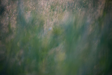 Blurry wild grass fox tails  in a meadow