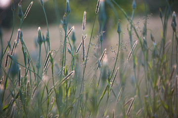 Wild grass, fox tails and dandelions in a meadow