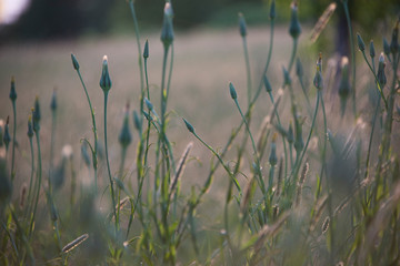 Early spring field of dandelions about to boom