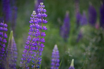 Purple lupines in a greens in a field