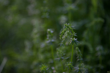 Budding greens in a field