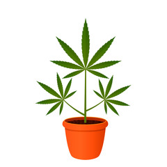 Cannabis plant with leaves in a flower pot. The concept of legal drugs for medical purposes. flat vector illustration isolated