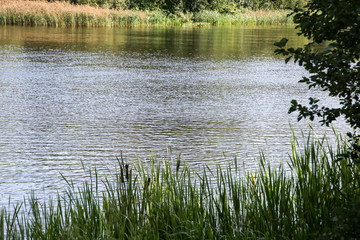 Beautiful corner of nature in the Silver Forest