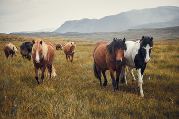 icelandic horses in the fields at the mountain in autumn iceland
