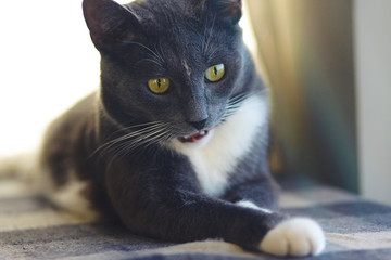 A beautiful gray cat with yellow eyes made a strange face, playing with a blanket paw