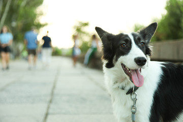 dog border collie