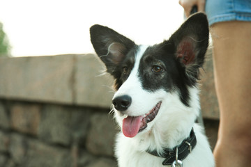  dog border collie