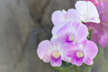 Fototapeta na wymiar Beautiful Pink Orchids. Flower Bright Tone.