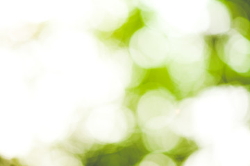 Obraz premium green bokeh blurry background