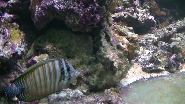 Beautiful  fish swims at the bottom