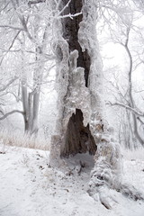 Fototapeta na wymiar Scary tree trunk in foggy winter forest