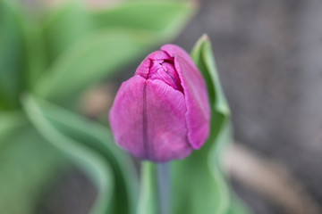 Close - up of a closed Bud of purple-purple Tulip. Horizontal photography