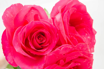 Big beautiful pink roses lie in the water
