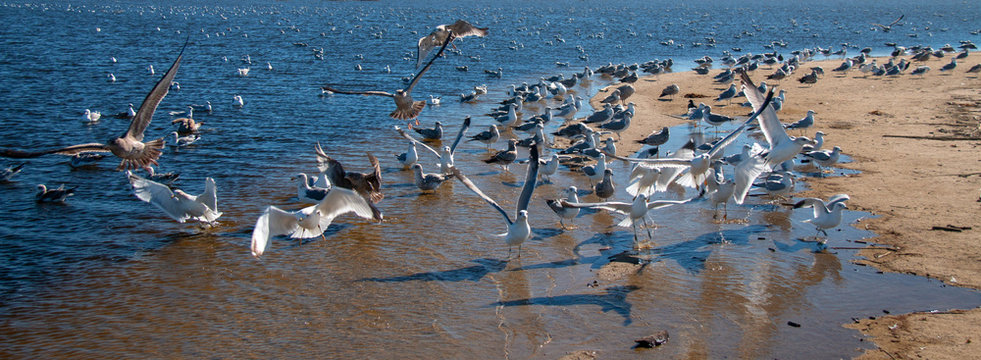 Flock of Seagulls [Laridae] in flight at McGrath state park marsh estuary nature preserve where the Santa Clara river meets the Pacific ocean at the Ventura beach in California United States