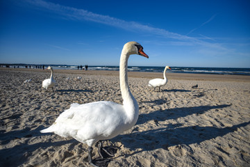 Swan on the beach, sea landscape.Swan on the beach, sea landscape.Swan on the beach, sea landscape.