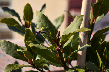 bay leaves