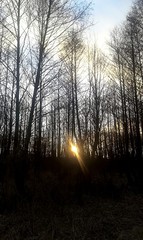 Obraz premium morning in the forest