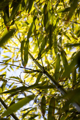 Obraz premium Grüner Bambus Busch im durchdrungenen Sonnenlicht