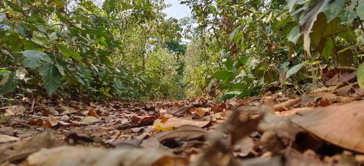 Obraz premium Dangerous forest