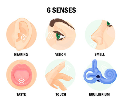 Six Sense Organs Of Human Body With Names