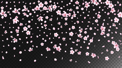 Nice Sakura Blossom Isolated Vector. Beautiful Blowing 3d Petals Wedding Pattern. Japanese Blooming Flowers Wallpaper. Valentine, Mother's Day Pastel Nice Sakura Blossom Isolated on Black