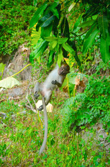 macaco sull'albero guarda in camera 