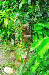macaco tailandese sul ramo