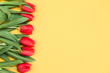 Red tulips on an yellow background.