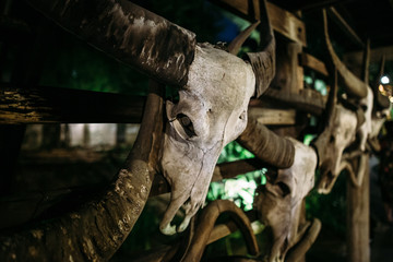 Fototapeta na wymiar The skull of a bull hangs on the wall. Very old and worn from time to time