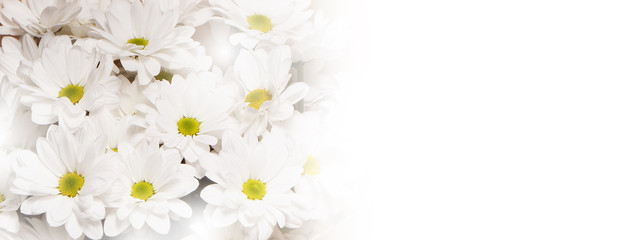 Bouquet of camomiles on a white background.