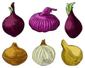 Useful vegetables. Set of onions on a white background. Detailed drawing by hand.