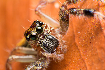 Close up of jumper spider on the dry leaf in Thailand