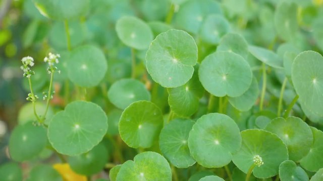 Centella asiatica swing by the wind