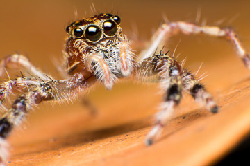Close up of jumper spider on the dry leaf in Thailand