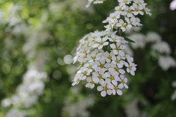 Flowering branch in spring