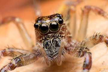 Close up of jumper spider on the dry leaf in Thailand