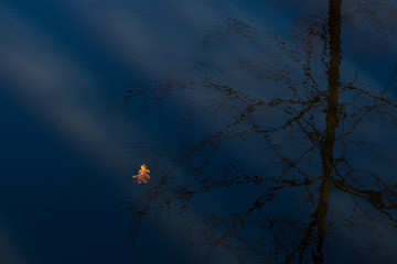 A single leaf floats peacefully in a creek through the reflection of a tree. Could signify going with the flow, enjoying the ride, and destination unknown.