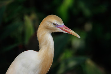 The close portrait of the bird cattle egret is the most numerous bird of the heron family. Lives in the tropics, subtropics