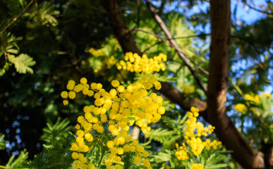 Mimosa Tree branches with yellow flowers and blue sky. South France holidays. Spring is coming. Early bloom.