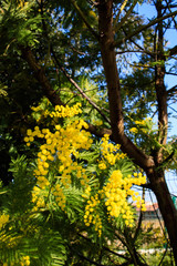 Mimosa Tree branches with yellow flowers and blue sky. South France holidays. Spring is coming. Early bloom.