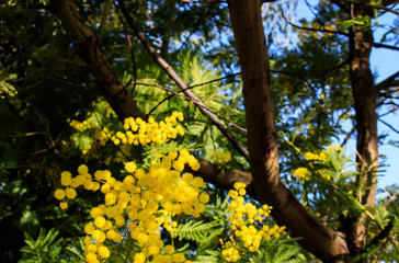 Mimosa Tree branches with yellow flowers and blue sky. South France holidays. Spring is coming. Early bloom.