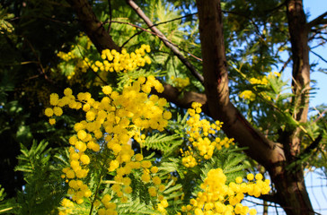 Mimosa Tree branches with yellow flowers and blue sky. South France holidays. Spring is coming. Early bloom.