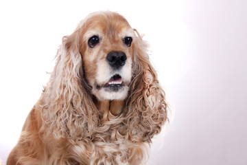 English cocker spaniel dog on light background