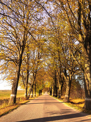 Fototapeta na wymiar The autumn road in rural areas.
