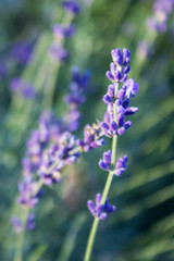 Fragrant mountain lavender flowers close-up. Vertical view
