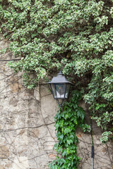 The lantern hanging on a stone wall, entwined with ivy - 251555173