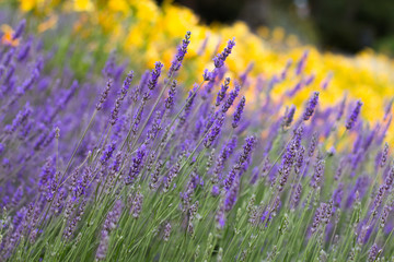 Lavender against a background of yellow flowers - 251555322